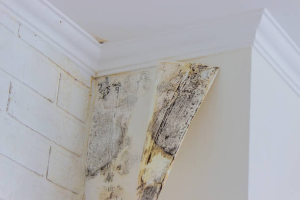 Why You Should Choose Our Mold Remediation Services in Sharon, MS